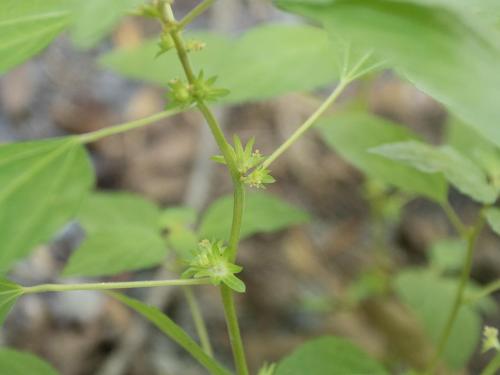 Ricinelle rhomboide (Acalypha rhomboidea)_14