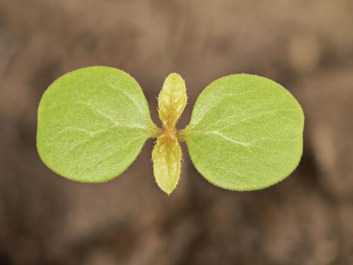 Ricinelle rhomboide (Acalypha rhomboidea)_17