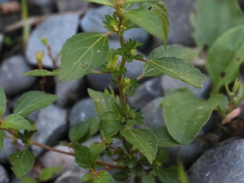 Ricinelle rhomboide (Acalypha rhomboidea)_21