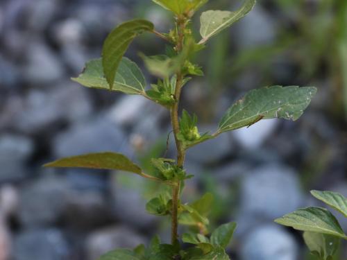 Ricinelle rhomboide (Acalypha rhomboidea)_22