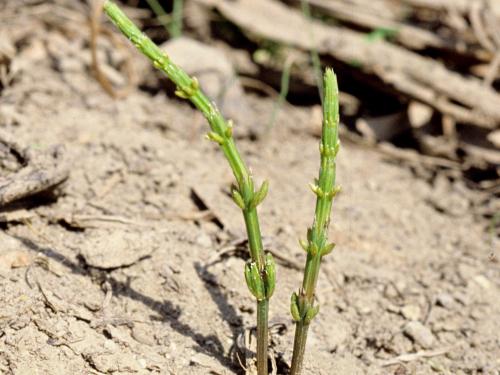 Prêle champs (Equisetum arvense)_5