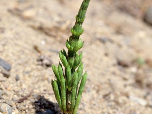 Prêle champs (Equisetum arvense)_6