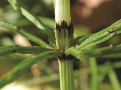 Prêle champs (Equisetum arvense)_10