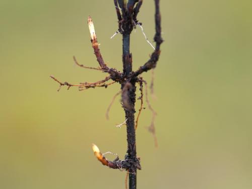 Prêle champs (Equisetum arvense)_11