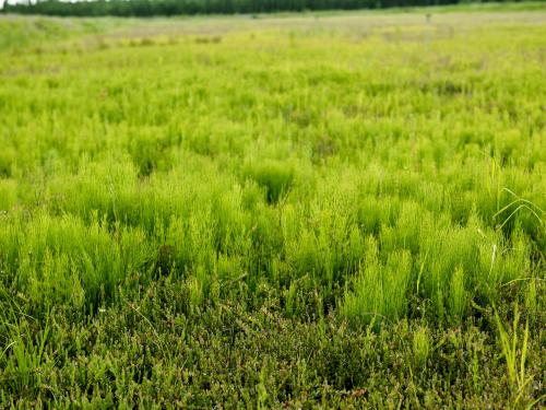 Prêle champs (Equisetum arvense)_14