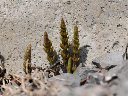 Prêle champs (Equisetum arvense)_25