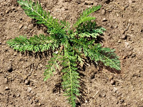 Achillée millefeuille(Achillea millefolium)_3