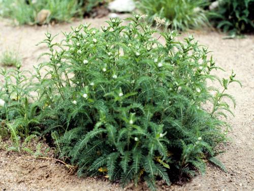 Achillée millefeuille(Achillea millefolium)_4