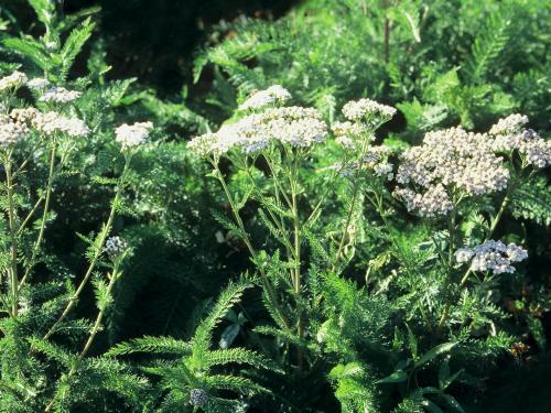 Achillée millefeuille(Achillea millefolium)_11