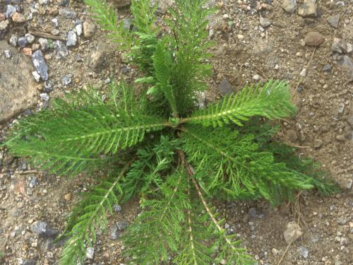 Achillée millefeuille(Achillea millefolium)_14