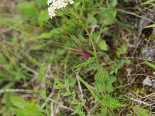 Achillée millefeuille(Achillea millefolium)_23