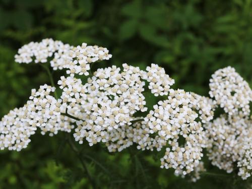 Achillée millefeuille(Achillea millefolium)_25