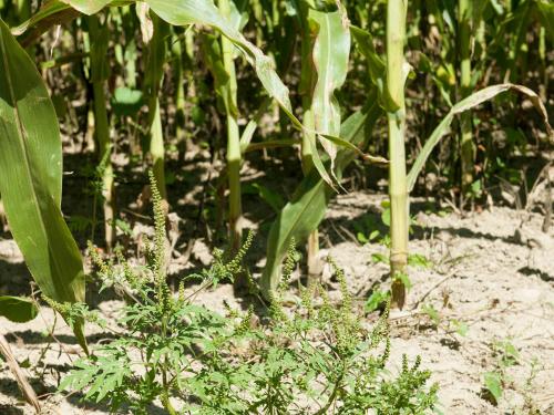 Petite herbe à poux (Ambrosia artemisiifolia)_5