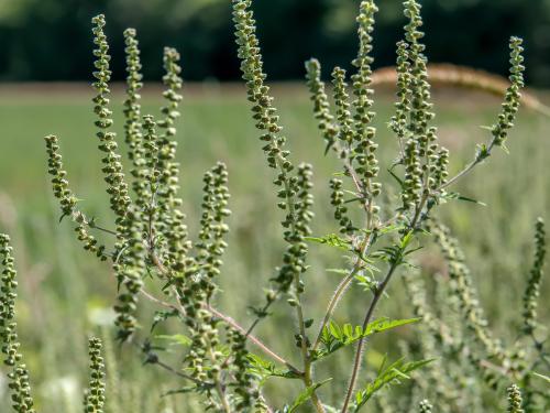 Petite herbe à poux (Ambrosia artemisiifolia)_6