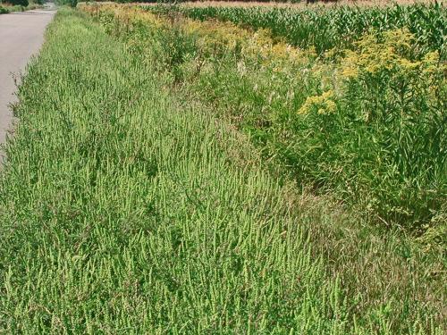 Petite herbe à poux (Ambrosia artemisiifolia)_11