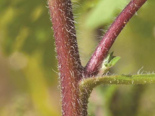 Petite herbe à poux (Ambrosia artemisiifolia)_16