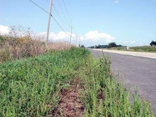 Petite herbe à poux (Ambrosia artemisiifolia)_24