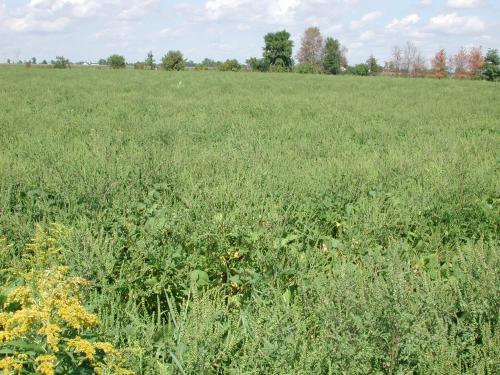 Petite herbe à poux (Ambrosia artemisiifolia)_25