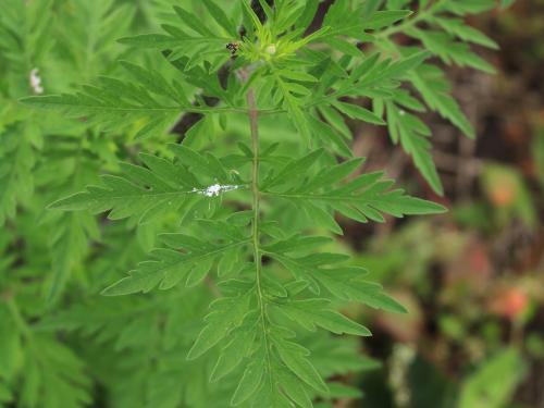 Petite herbe à poux (Ambrosia artemisiifolia)_35