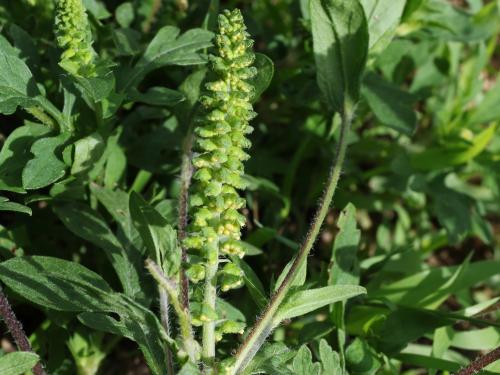 Petite herbe à poux (Ambrosia artemisiifolia)_37