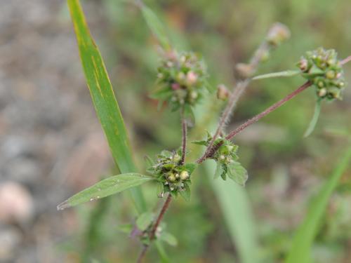 Petite herbe à poux (Ambrosia artemisiifolia)_38