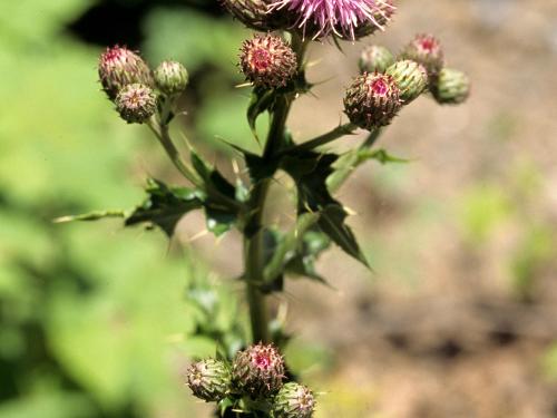 Chardon champs(Cirsium arvense)_2