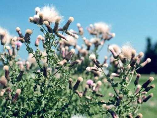 Chardon champs(Cirsium arvense)_5