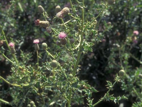 Chardon champs(Cirsium arvense)_8