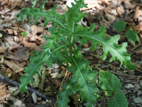 Chardon champs(Cirsium arvense)_17