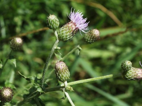 Chardon champs(Cirsium arvense)_20