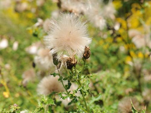 Chardon champs(Cirsium arvense)_21