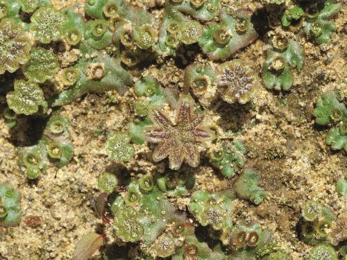 Hépatique fontaines (Marchantia polymorpha)_2