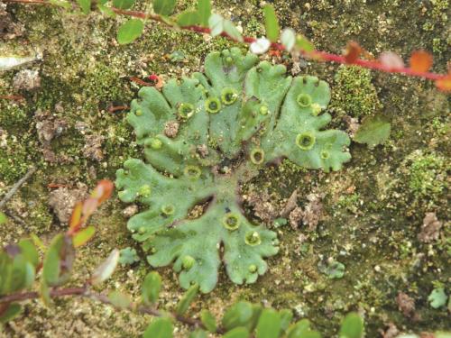 Hépatique fontaines (Marchantia polymorpha)_3