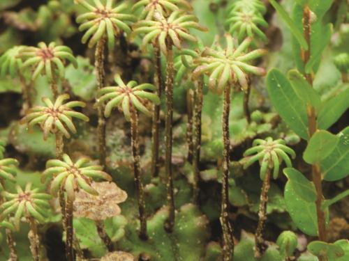 Hépatique fontaines (Marchantia polymorpha)_7