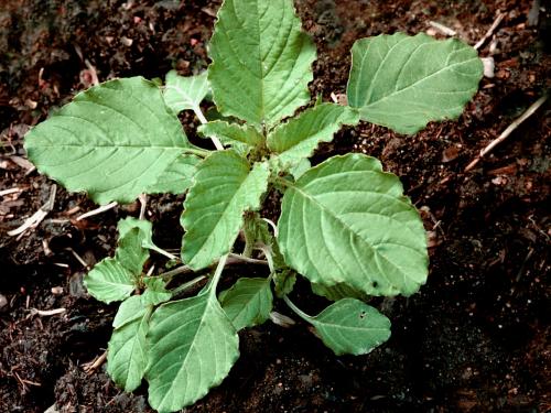 Amarante à racine rouge(Amaranthus retroflexus)_2