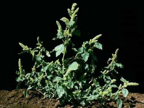 Amarante à racine rouge(Amaranthus retroflexus)_8