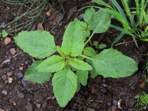 Amarante à racine rouge(Amaranthus retroflexus)_16