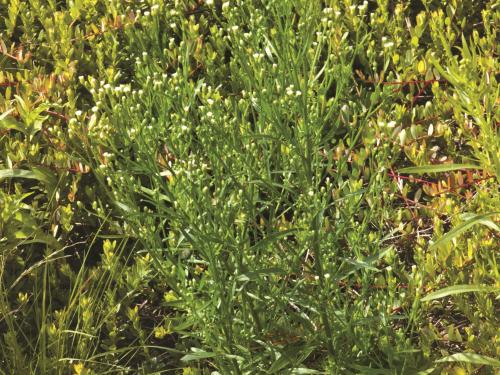 Vergerette du Canada(Erigeron canadensis)_9