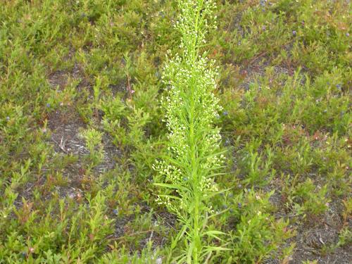 Vergerette du Canada(Erigeron canadensis)_13