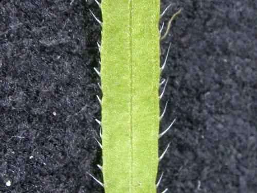 Vergerette du Canada(Erigeron canadensis)_15