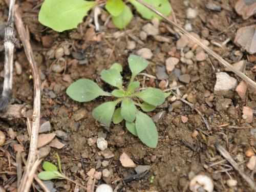 Vergerette du Canada(Erigeron canadensis)_23