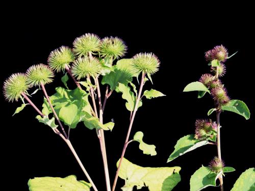 Grande bardane (Arctium lappa)_1