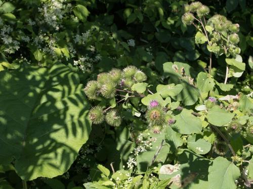 Grande bardane (Arctium lappa)_5