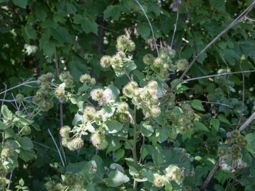 Grande bardane (Arctium lappa)_6