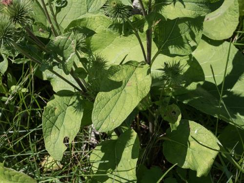 Grande bardane (Arctium lappa)_7