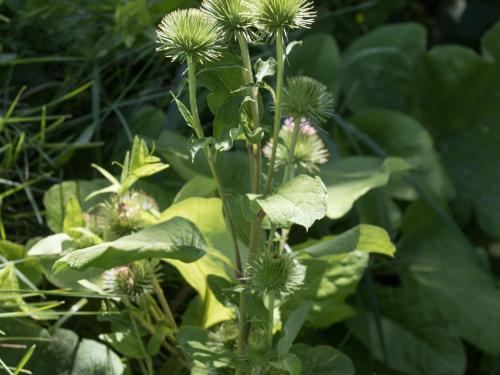 Grande bardane (Arctium lappa)_8