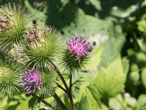 Grande bardane (Arctium lappa)_11