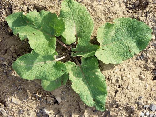 Petite bardane (Arctium minus)_2