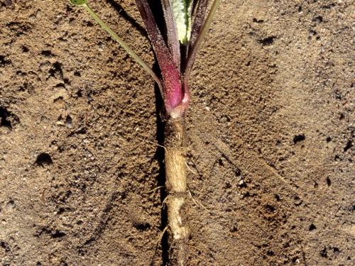 Petite bardane (Arctium minus)_4