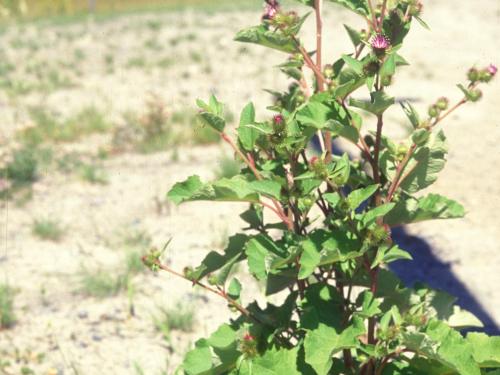 Petite bardane (Arctium minus)_9